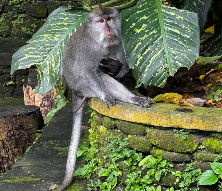 Bali - Ubud