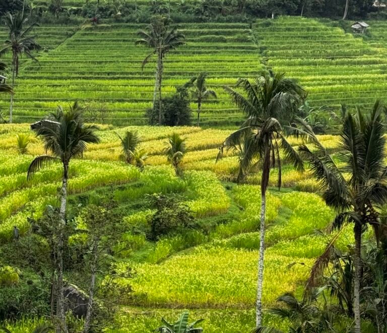 Bali - Ubud